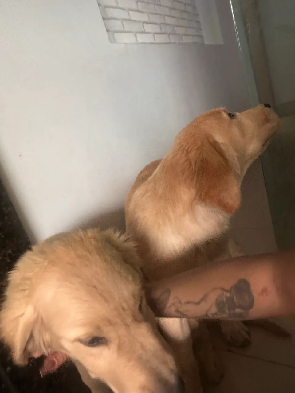 Golden retriever  - Foto 2
