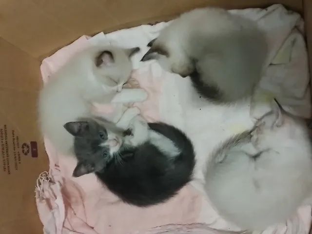 Filhotes 2 meses - Foto 2