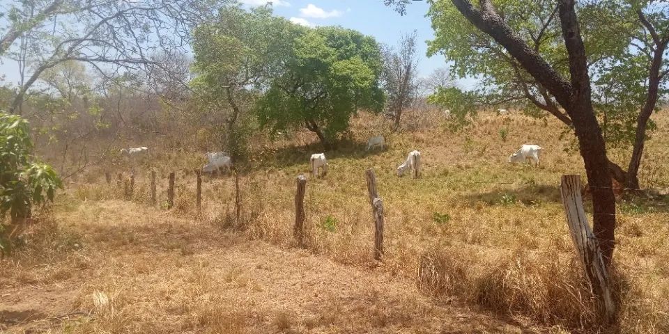 Fazenda com 98 hectares