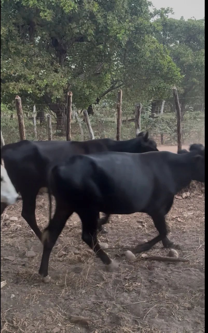Vendo garrote bezerro e bezerras