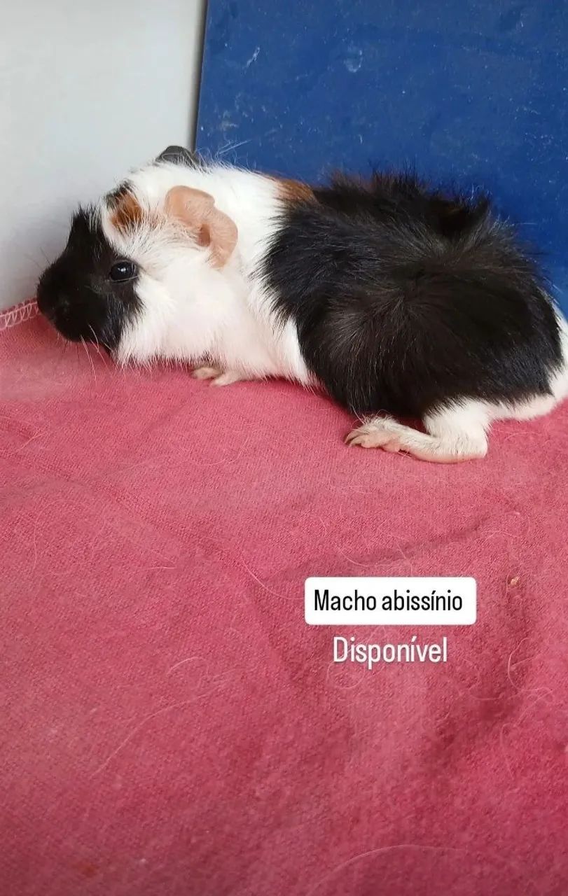 Porquinhos da india - Foto 2