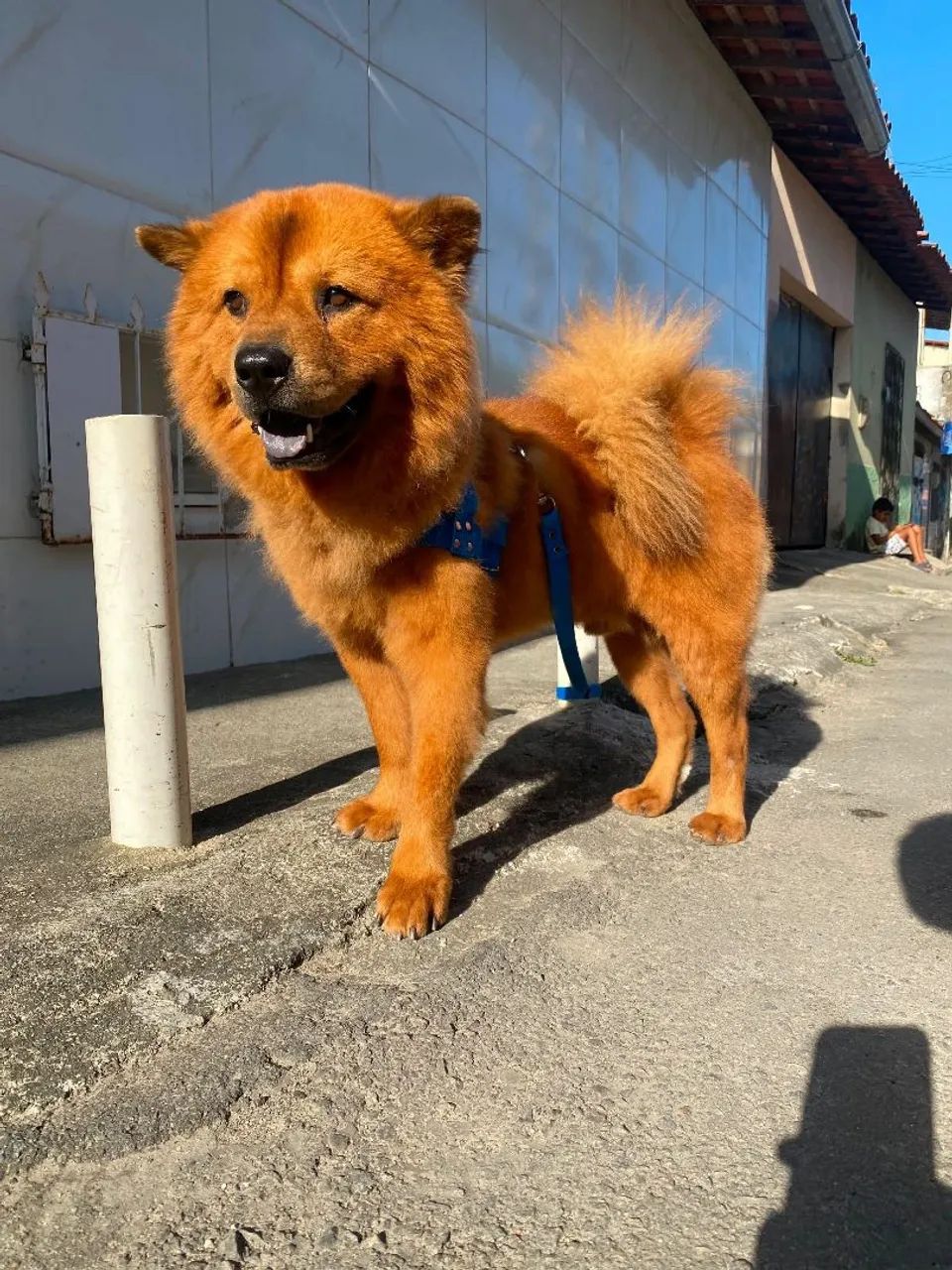 Vendo Chow Chow de 9 meses 