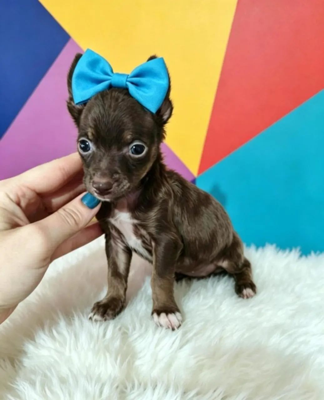 Pinscher Meiga e Encantadora