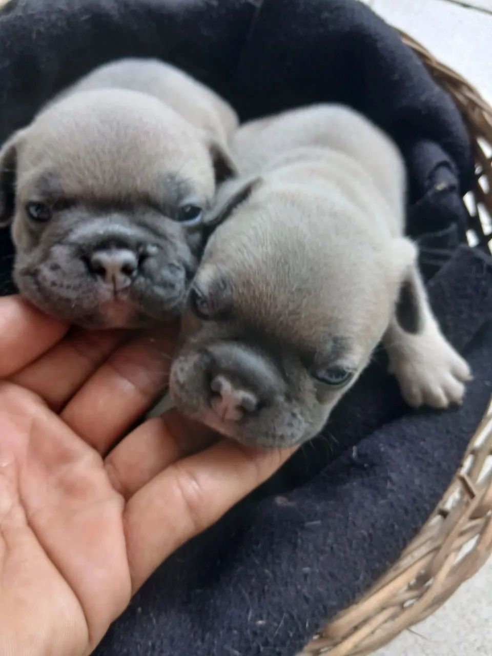 Buldogue Francês  - Foto 4