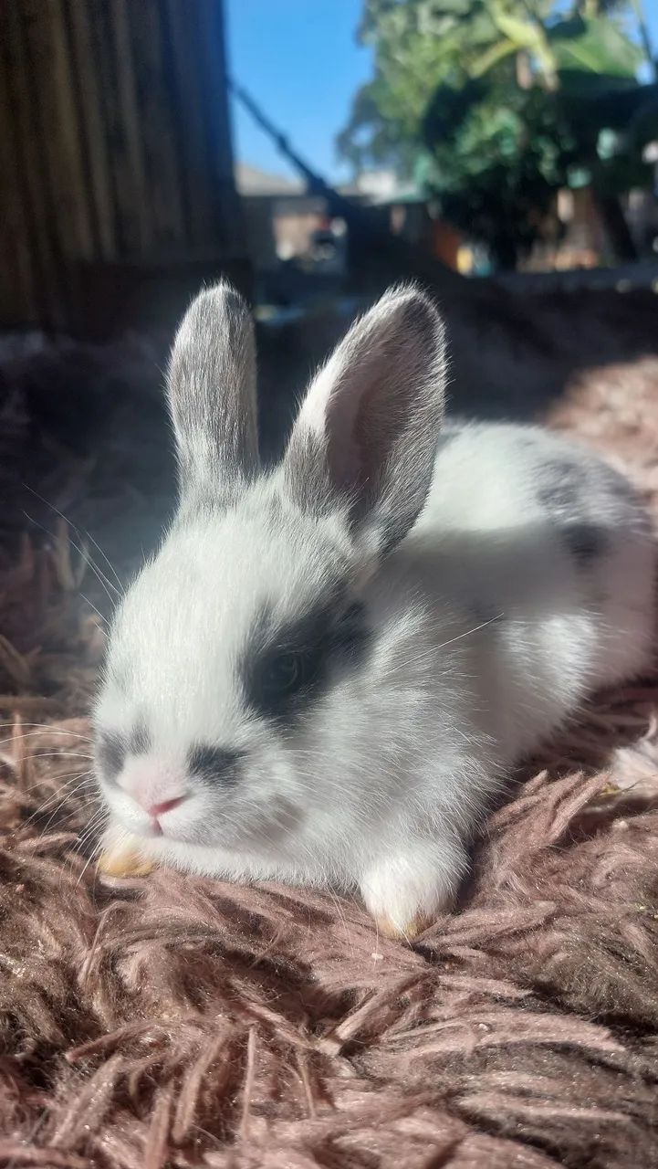 Mini coelhos disponíveis - preto, branco e branco com cinza - Foto 2