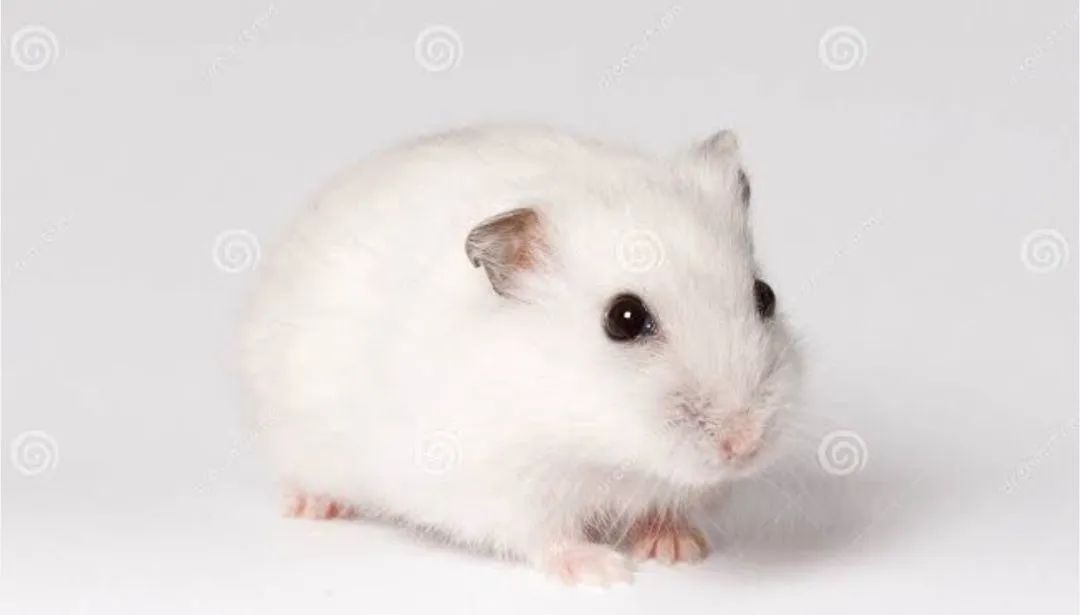 Hamster branco fêmea 5 meses - Foto 3