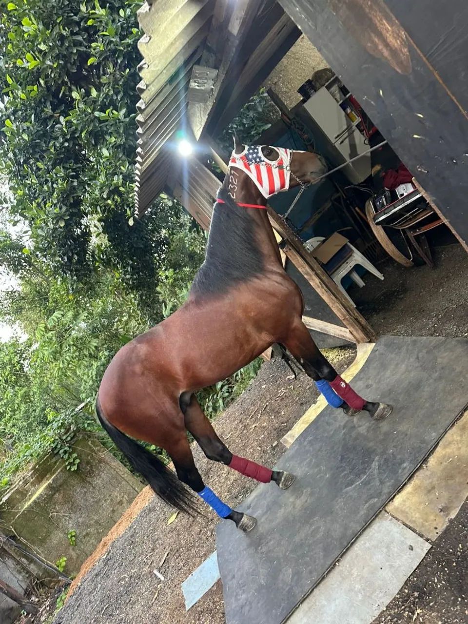 CAVALO SPY MANFUZINHO 5 ANOS LIGEIRO NA SAIA E SEM SAIA  - Foto 2