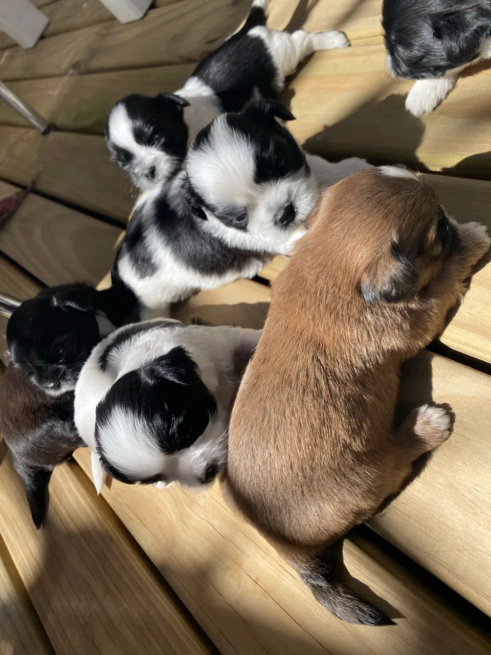 Machinho shihtzu  - Foto 3