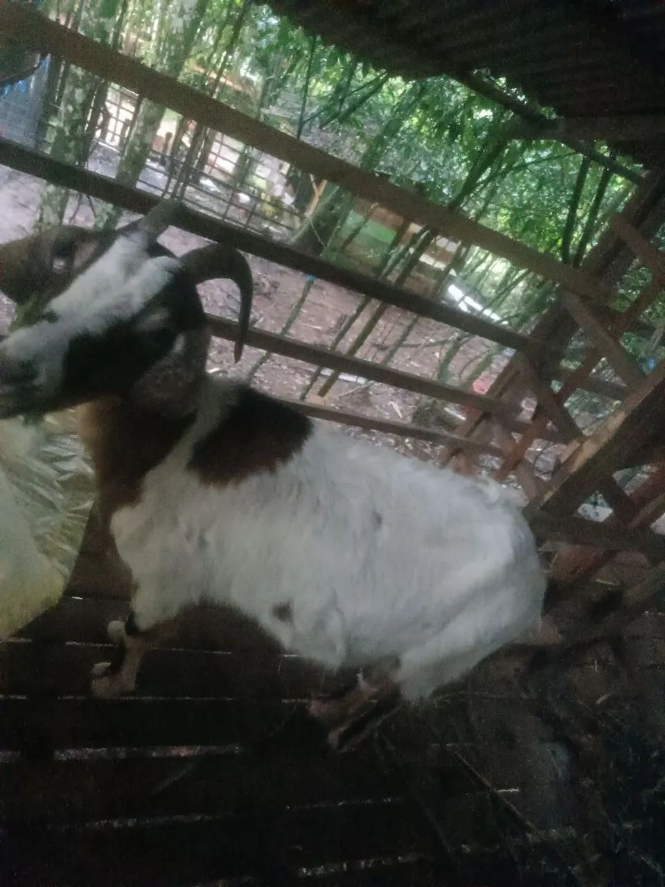 Cabra e bode ? - Foto 3