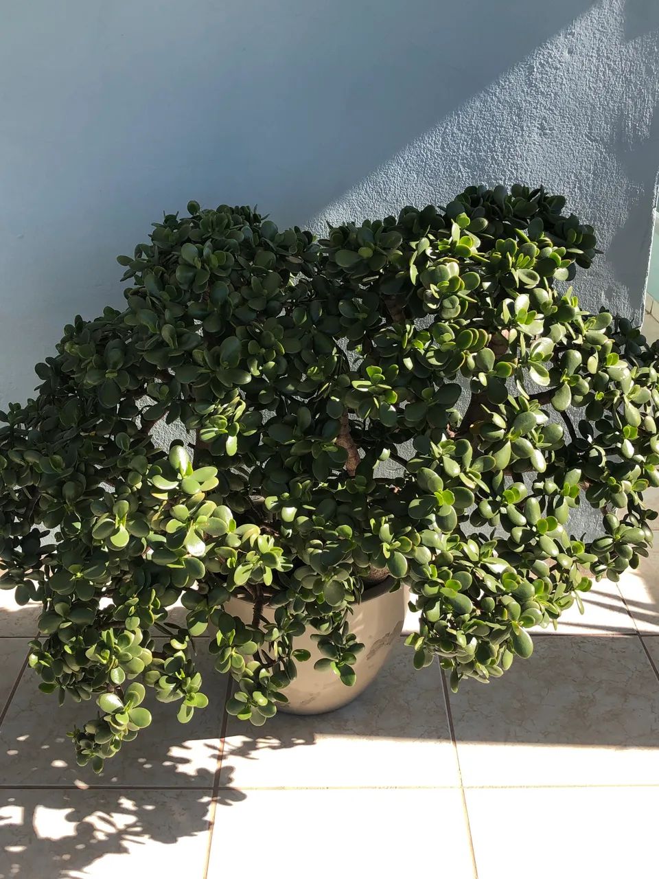 Planta Jade (3)