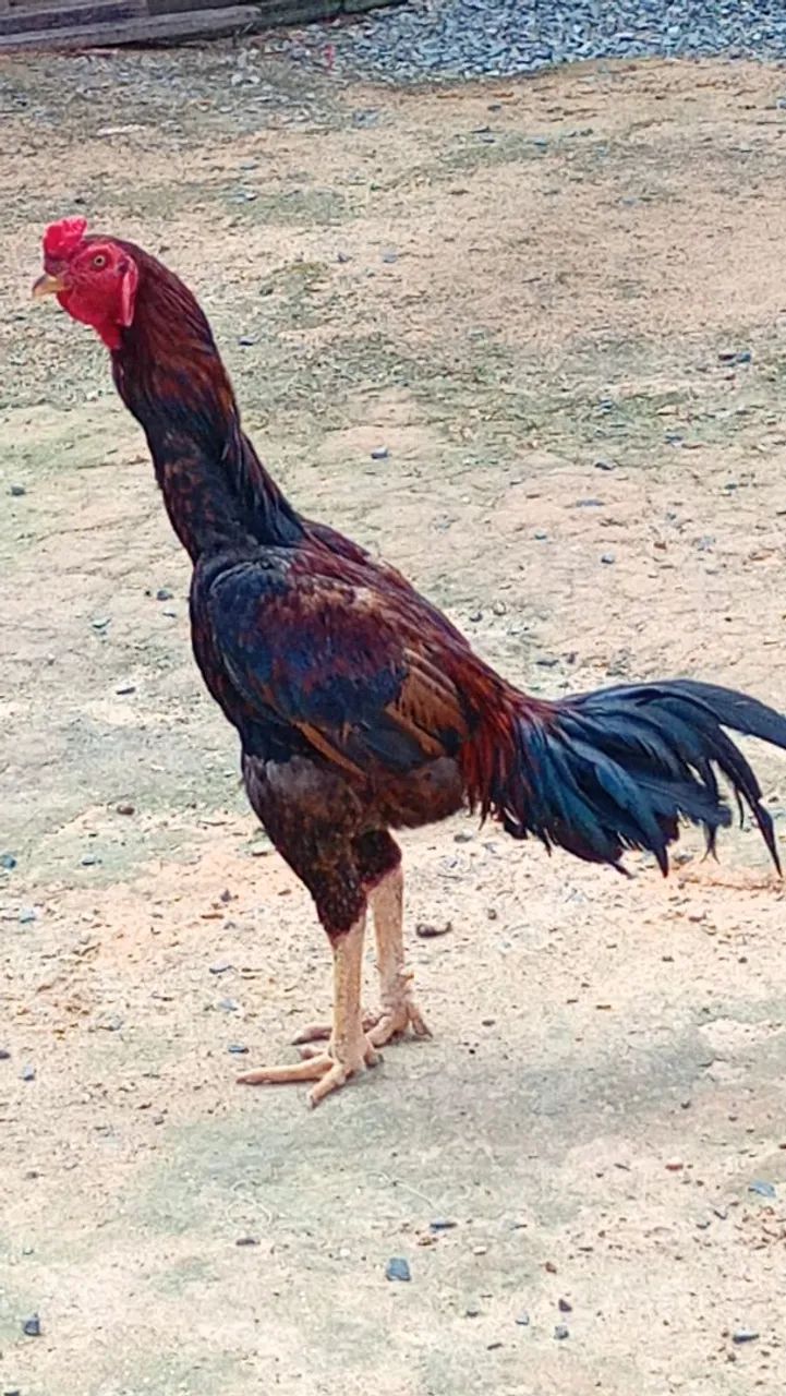 Vende se galo 