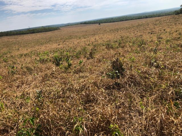 12 anos pagar, 1380 Hectares, 1000 Hectares pastagens, aberta, Limpa, Pecuária Comodoro-MT - Foto 8