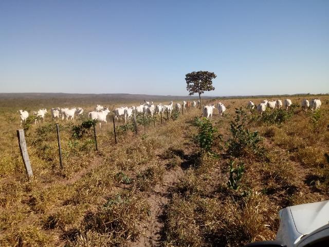 Fazenda de 1940 hectares, ha 60 km de Cuiabá, na região do manso - Foto 9