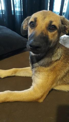 Doa-se cachorro vira-lata