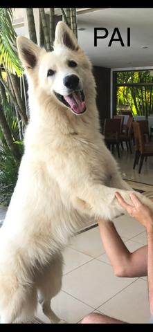 Vendo filhotes de Pastor Branco Suíço - Foto 3