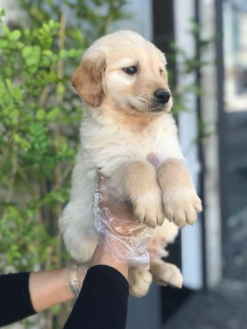 Golden Retriever bem parrudos e fortes, * Annie