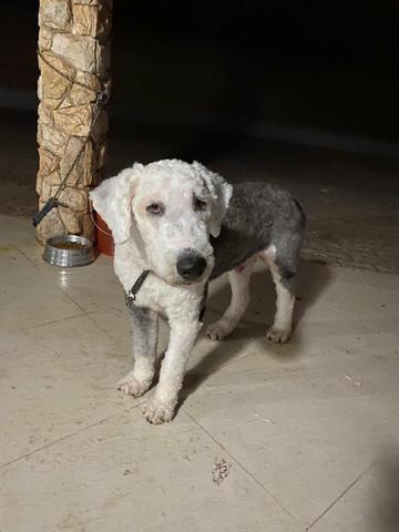 Cachorro sheep dog macho - Foto 2