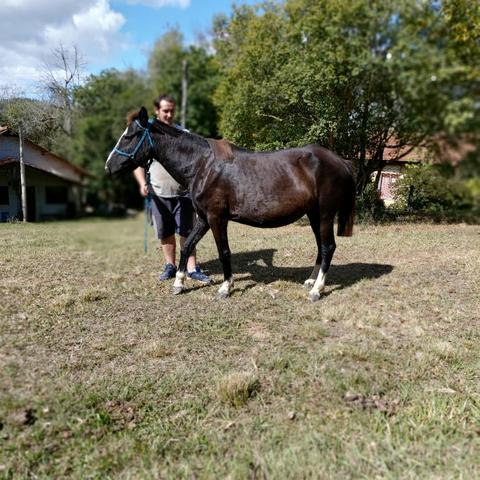 Cavalo - Foto 3