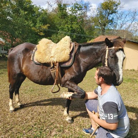 Cavalo - Foto 2