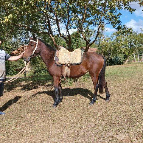 Cavalo - Foto 3