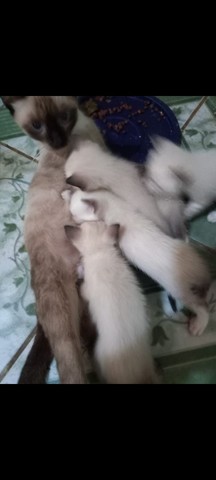 Gatos siamês filhotes para doar 