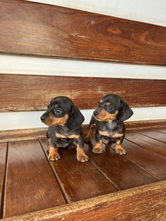 BassetDachshund (Miniatura )  - Foto 2