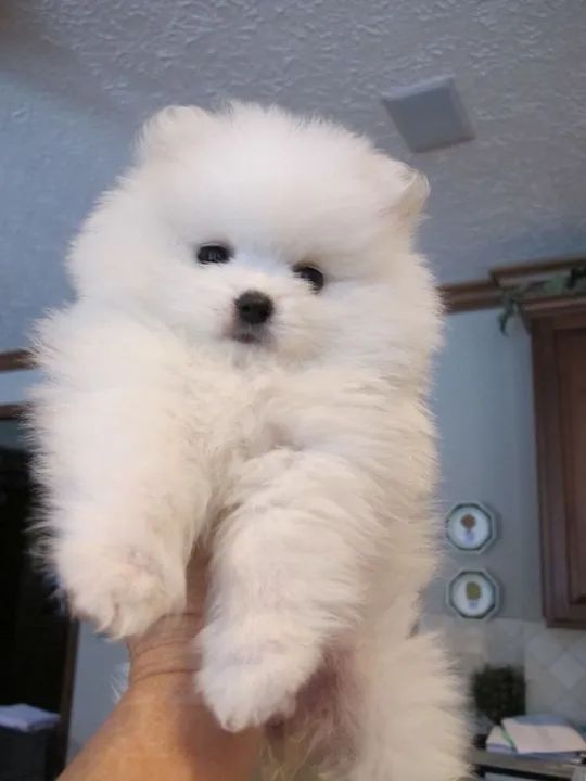 spitz alemao  bellisimos 