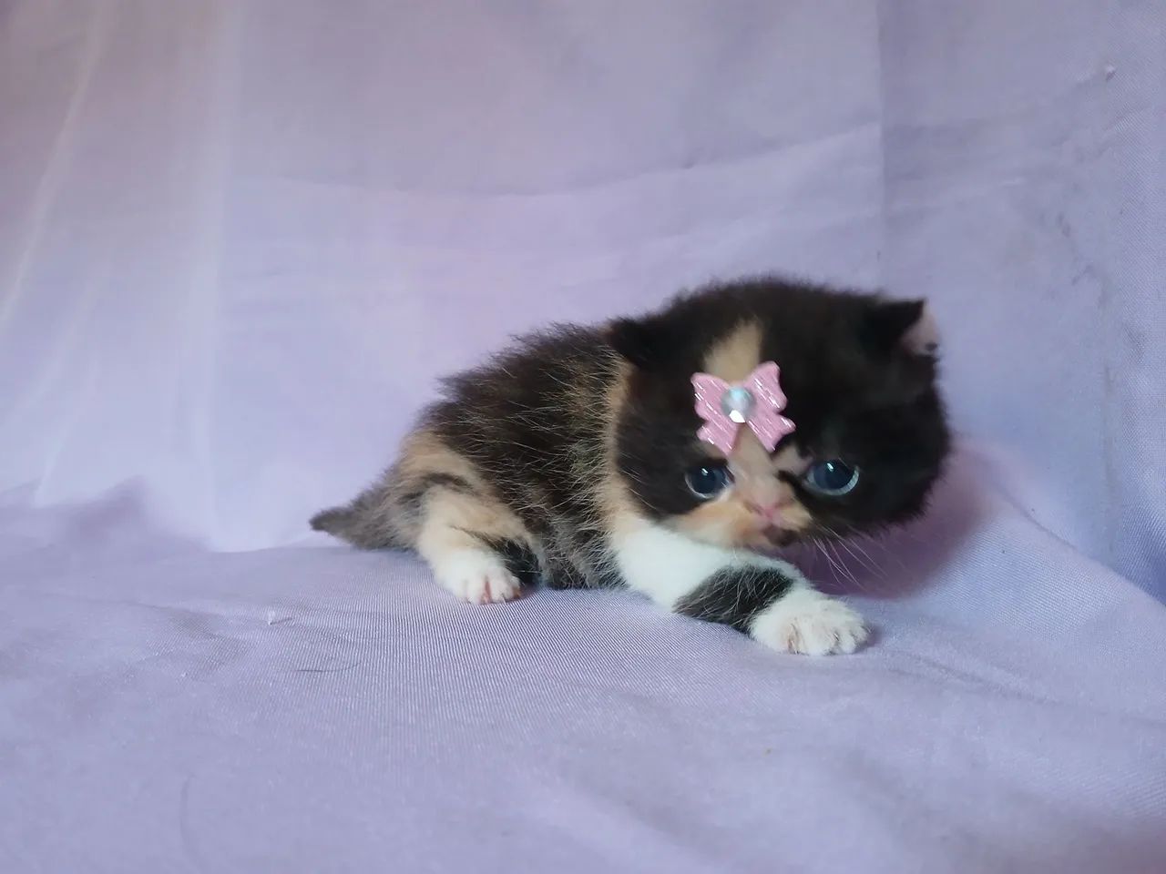 Fêmeas persas e exoticas - Foto 2