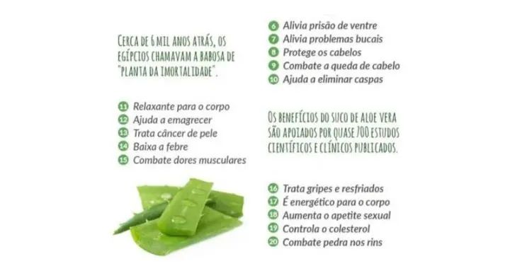 Aloe vera  - Folhas frescas de Babosa 500g  - Foto 3