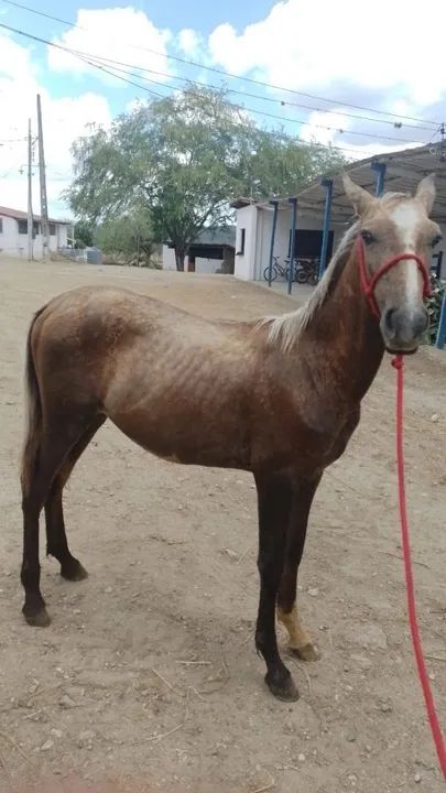 Potro Mangalarga Marchador - Foto 2