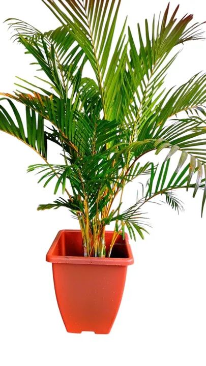 Areca bambu  150 reais 