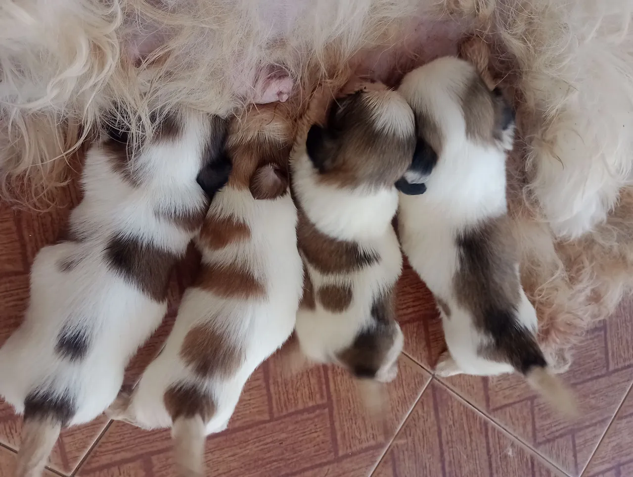 Filhotes Shih Tzu a procura de um lar!