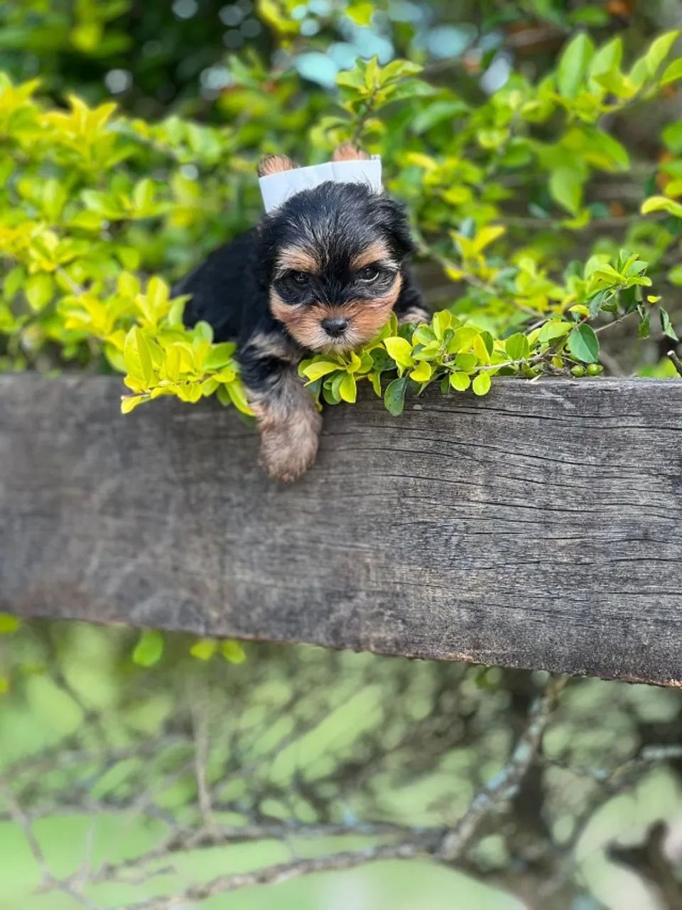 lindos filhotes de yorkshire bem pequenos - Foto 2