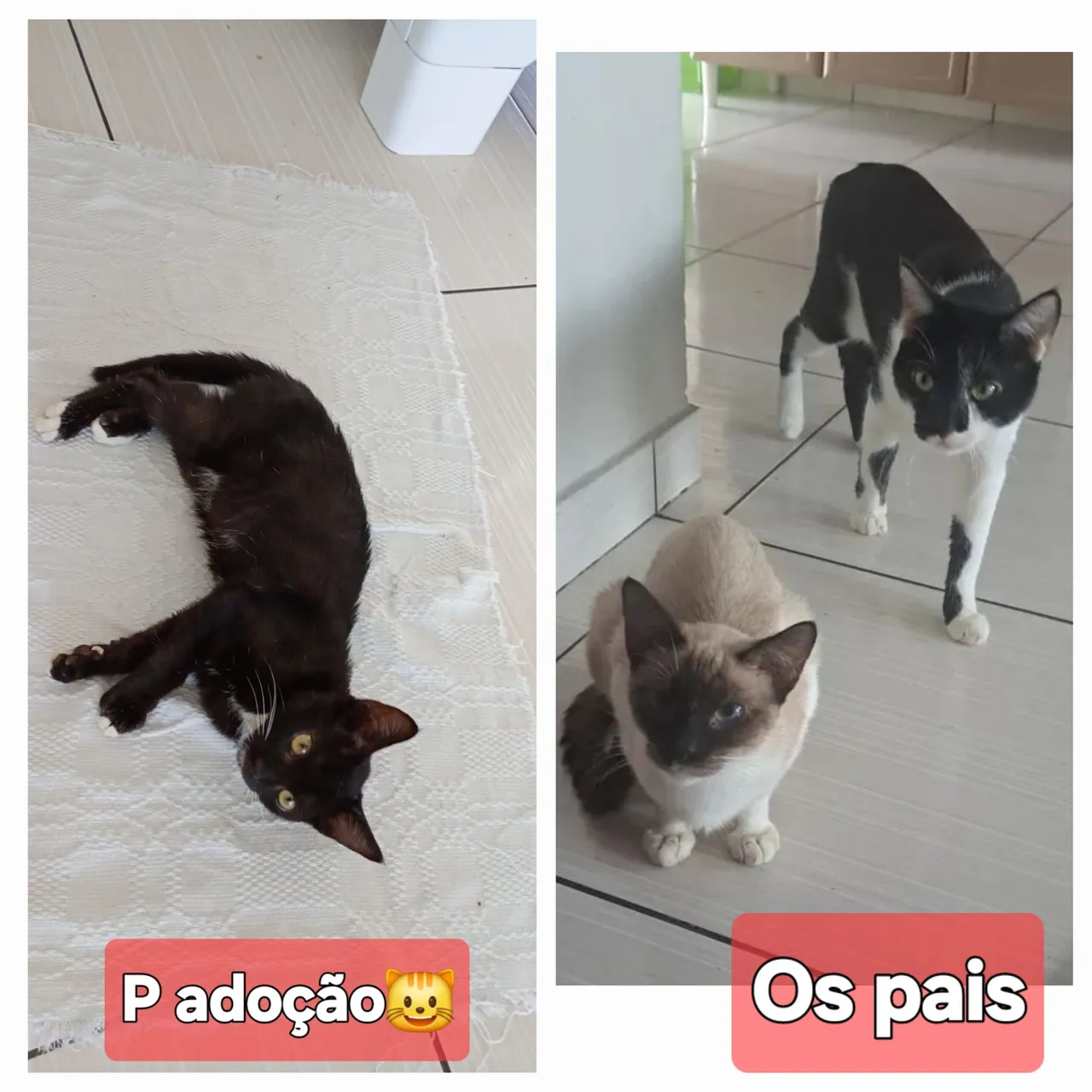 Gatinho para adoção, filhote fêmea com 4 meses, come ração!