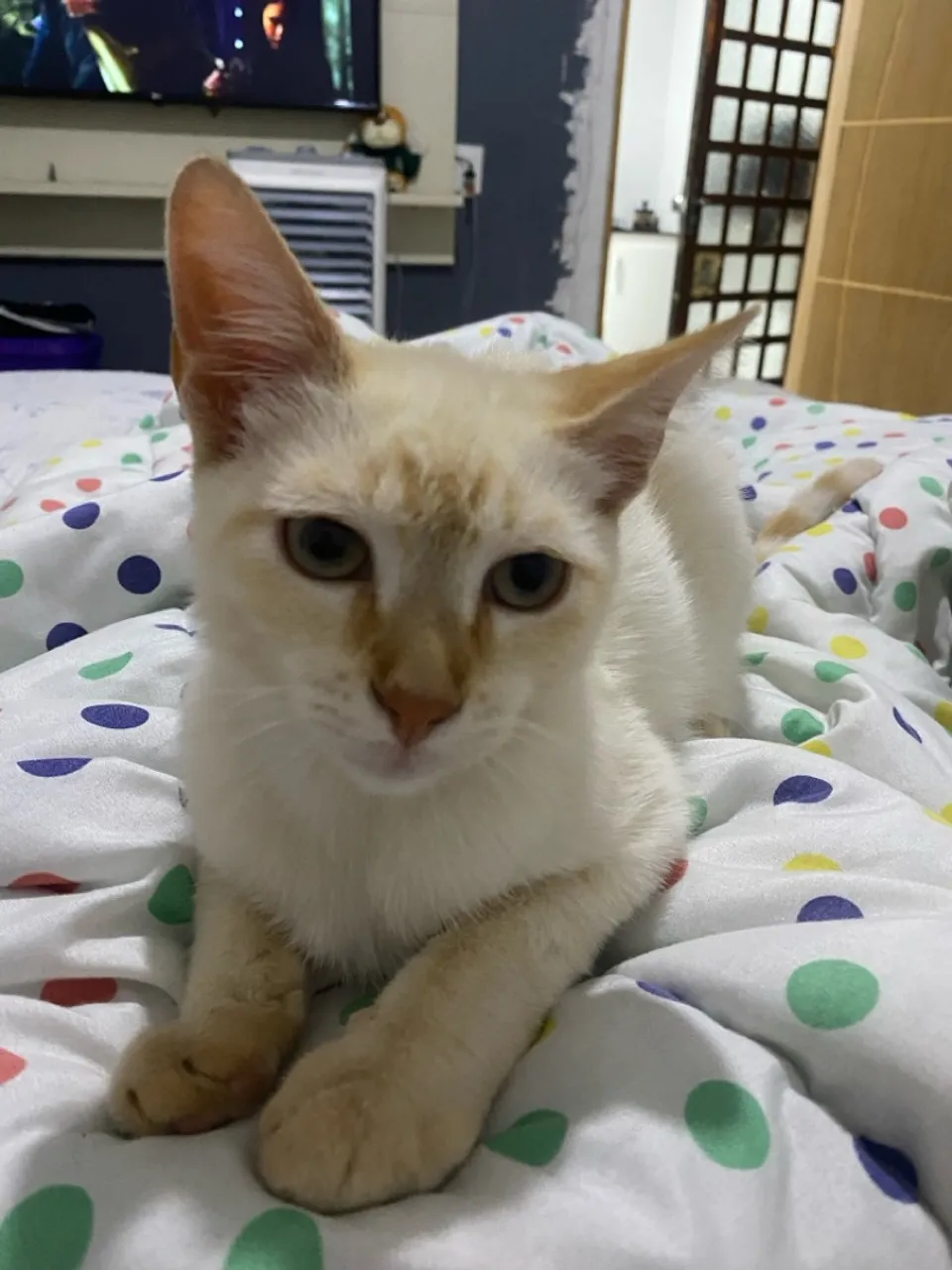 Gatinho filhote para adoção