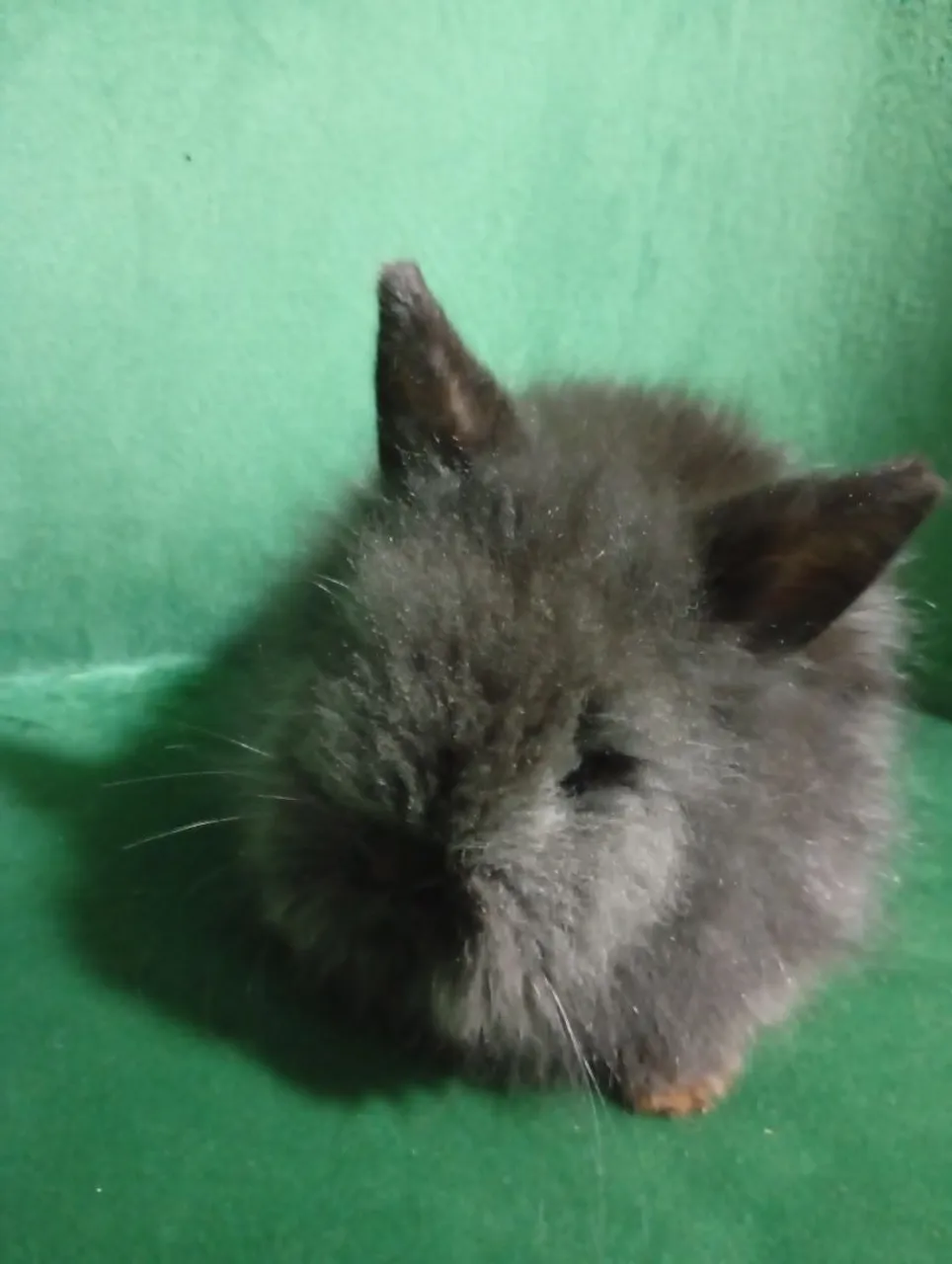 Mini coelhinhos Lion já desmamados 80,00 cada