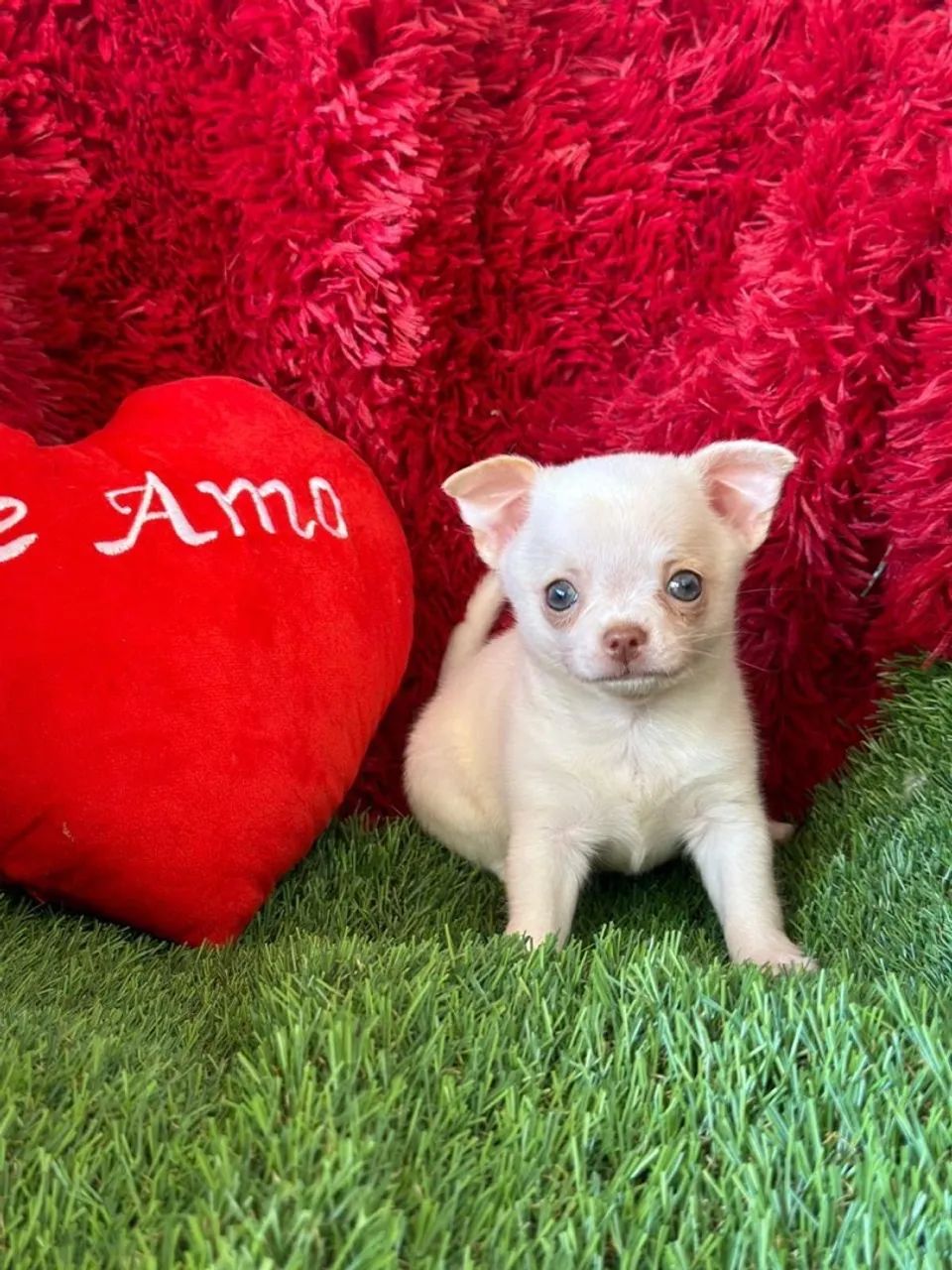 Filhote de Chihuahua Lindíssimo 