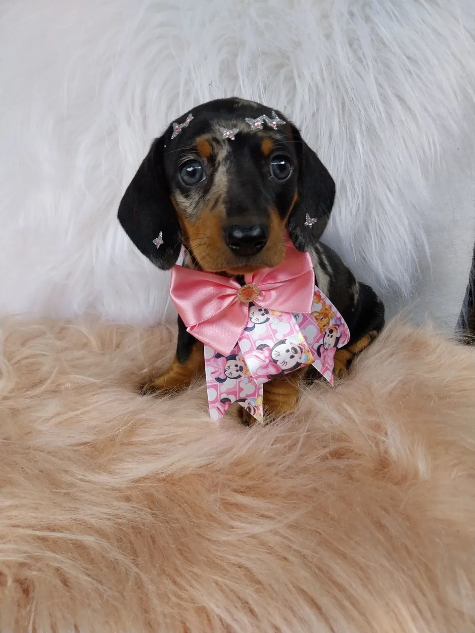 Filhote de Dachshund Miniatura - Uma fofura!