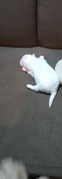 Filhote de Poodle Macho - Foto 3