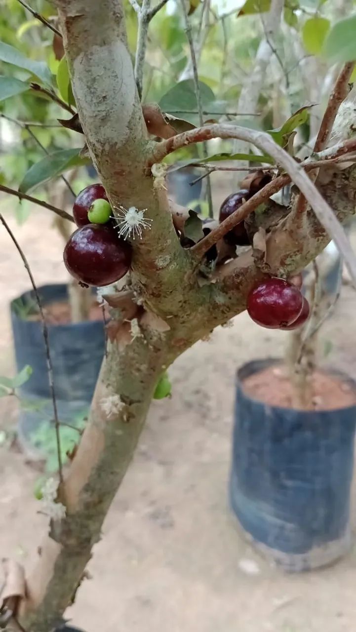 Jaboticaba hídrica  - Foto 5
