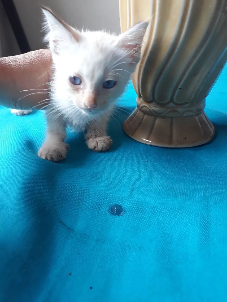 Adoção de gatos - Foto 3