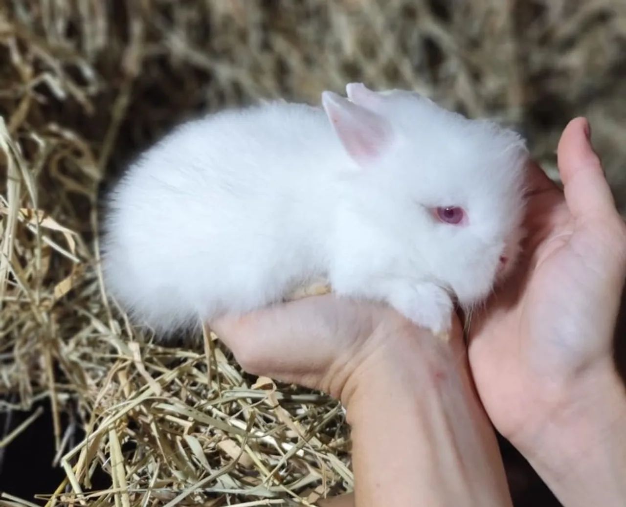 Filhotinhos de mini coelho de raça  - Foto 4