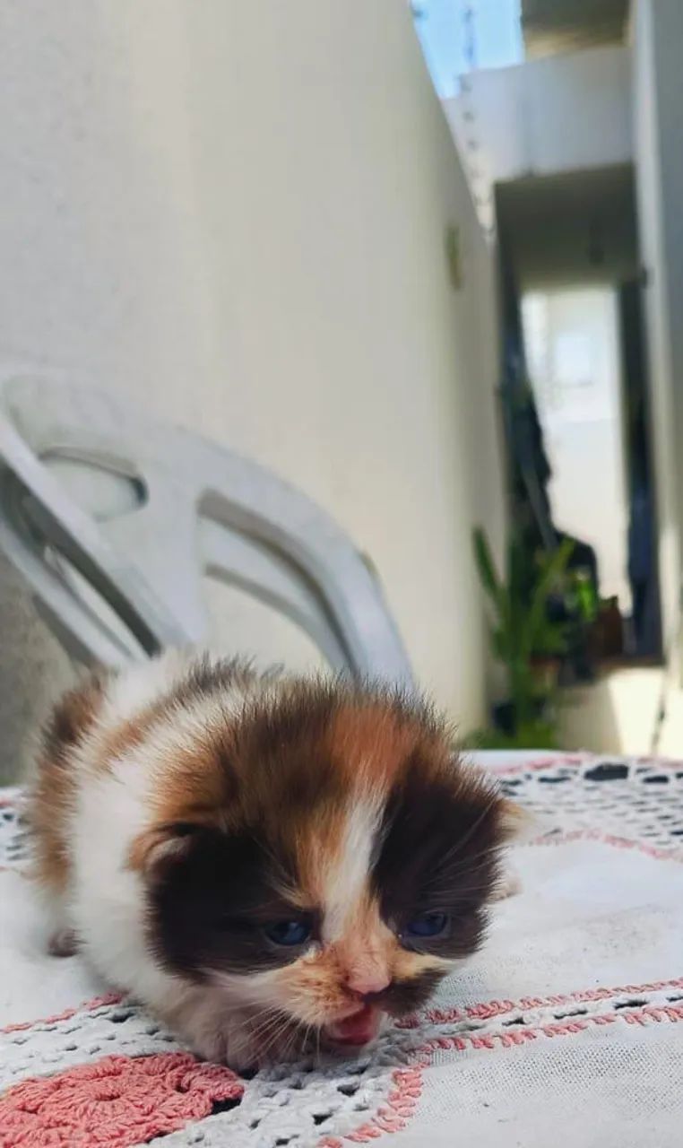 Vendo filhote gato persa - Foto 4