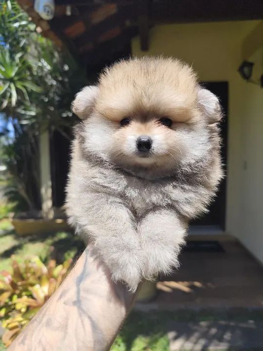 Lulu da Pomerânia filhotes fêmea e macho  - Foto 2