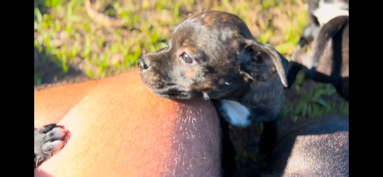 Filhotes de Staffordshire bull Terrier  - Foto 6