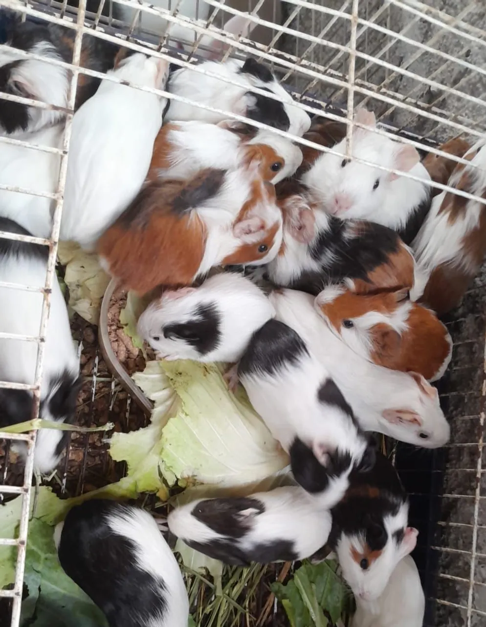 Lindos filhotes de porquinho da Índia