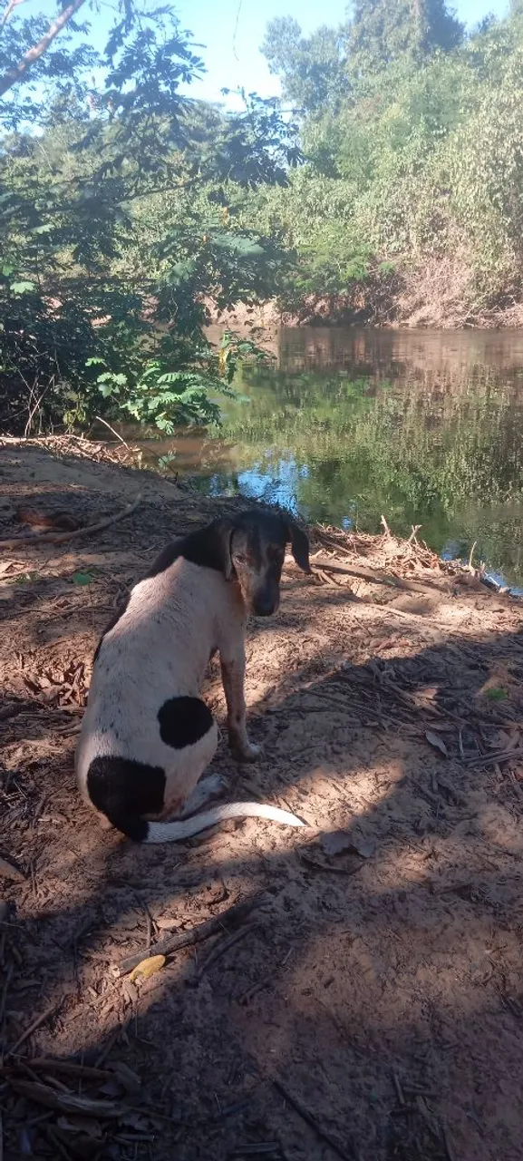 Cão de porte médio