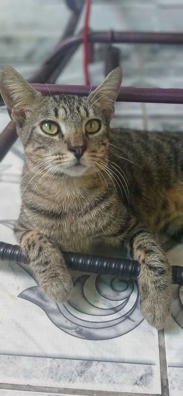 Gatinho Tigrado para Adoção