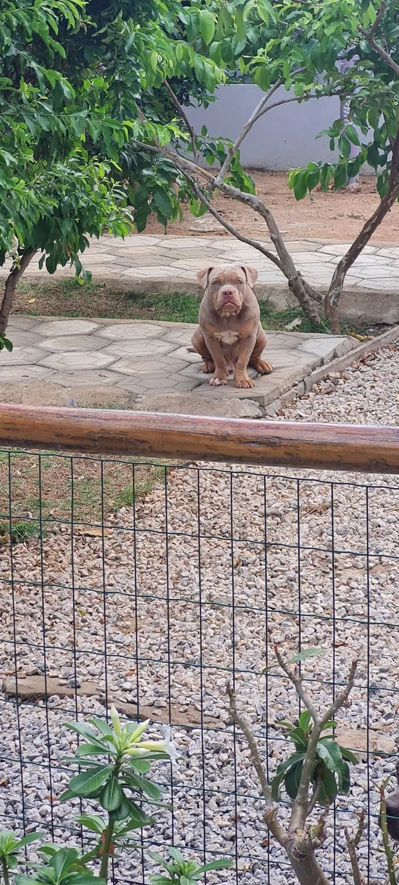 Filhote American Bully
