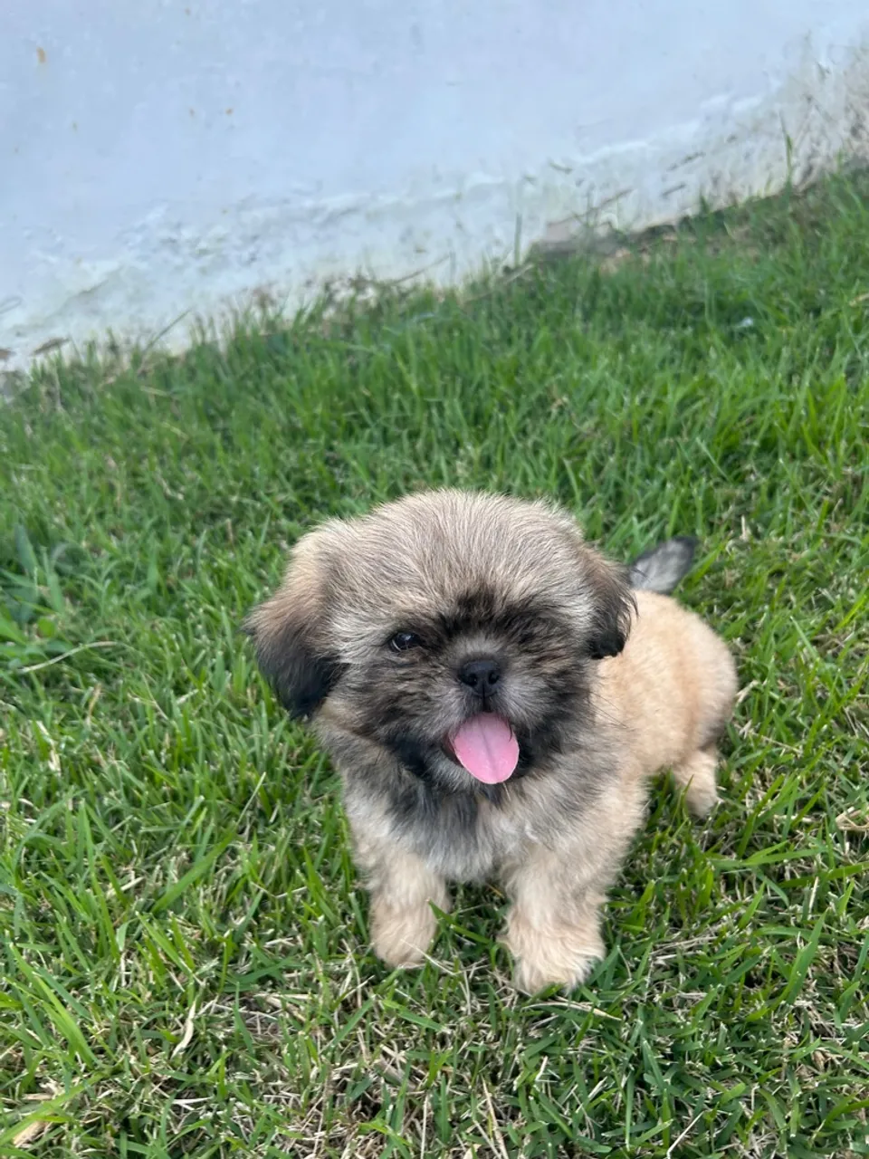 Filhote Shih Tzu